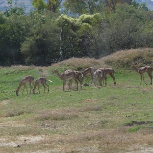 impala africam safari