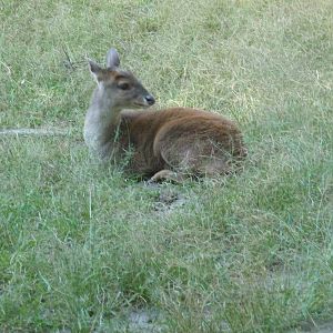 mexican brocket deer africam safari