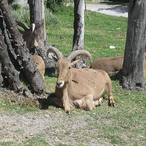 auodad africam safari