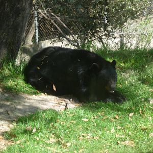 american black bear africam safari