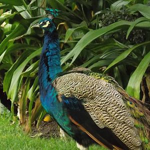 Male peafowl