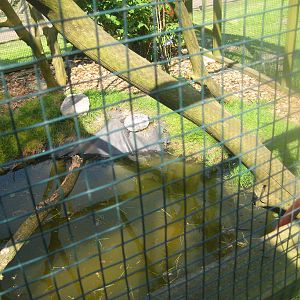 Hjortdal Dyrefarm - Squirrel/turtle exhibit