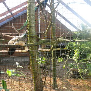 Hjortdal Dyrefarm - Peafowl aviary