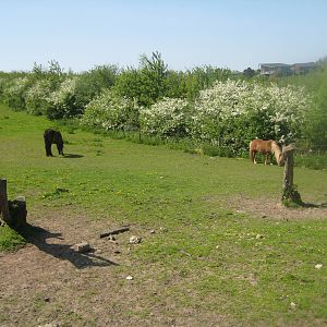 Hjortdal Dyrefarm - Horse exhibit