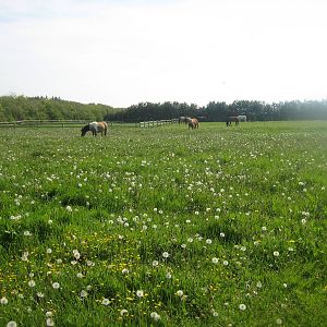 Hjortdal Dyrefarm - Horse exhibit