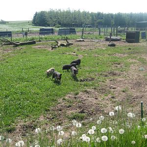 Hjortdal Dyrefarm - Pig exhibit