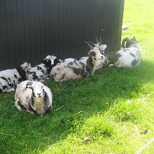 Hjortdal Dyrefarm - Jacob's sheep