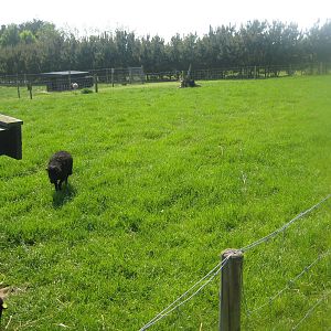 Hjortdal Dyrefarm - Sheep exhibit