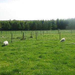 Hjortdal Dyrefarm - Goat exhibit