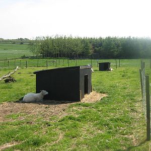 Hjortdal Dyrefarm - Sheep exhibit