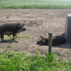 Hjortdal Dyrefarm - Pig exhibit