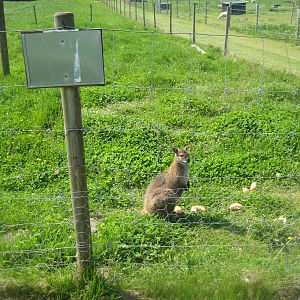 Hjortdal Dyrefarm - Wallaby exhibit