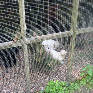 Hjortdal Dyrefarm - Chicken aviary