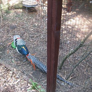 Hjortdal Dyrefarm - Lady Amherst's pheasant