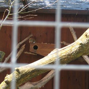 Hjortdal Dyrefarm - American red squirrel