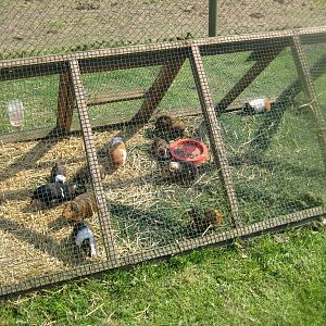 Hjortdal Dyrefarm - Guinea pig cage