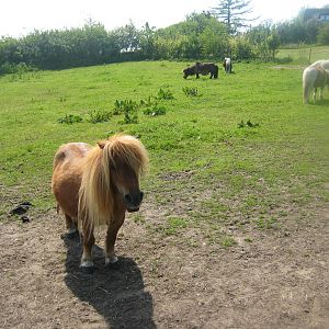 Hjortdal Dyrefarm - Pony exhibit