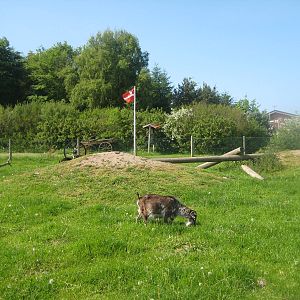 Hjortdal Dyrefarm - Goat exhibit