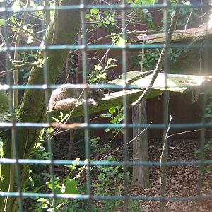 Hjortdal Dyrefarm - Grey-bellied squirrel
