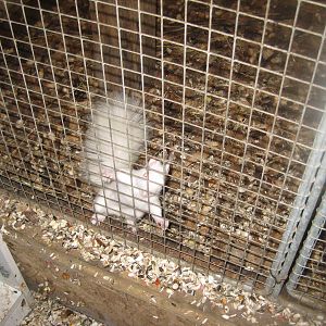 Hjortdal Dyrefarm - Albino red squirrel