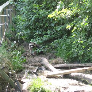 Hjortdal Dyrefarm - Raccoon exhibit