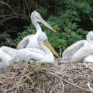 Caspian pelican breeding colony