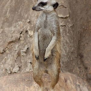 Meercat