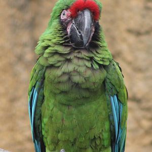 Military macaw