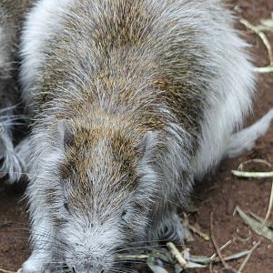 Cuban hutia