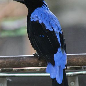 Fairy bluebird