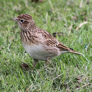 Skylark