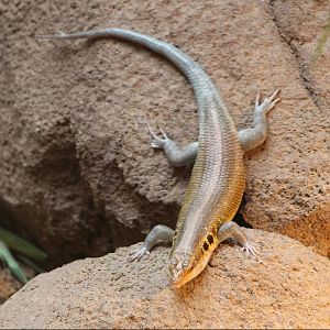 Skink-species ID needed