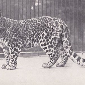 North-chinese leopard