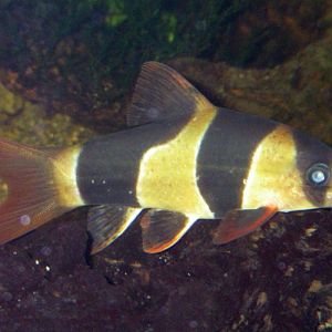 Clown Loach (Botia macracantha)