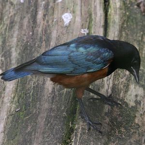 Juvenile Spreo Starling