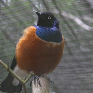 Adult Spreo Starling