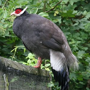 Brown eared pheasant