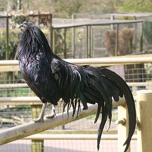 Cockerel