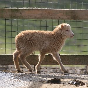 Rare breeds lamb