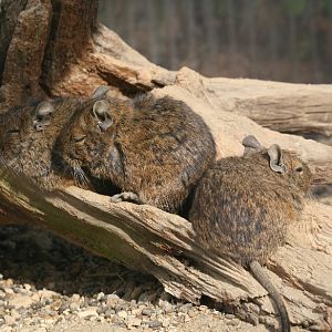 Degu