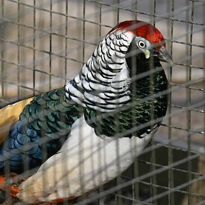 Lady Amherst's Pheasant