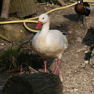 Coscoroba Swan