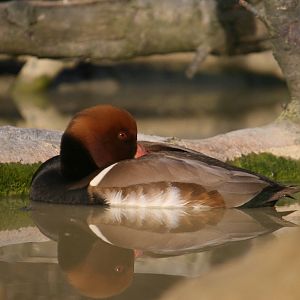 Pochard?