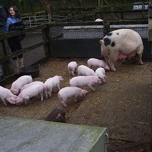 Rare Breeds Piglets