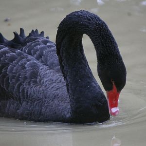 Black Swan