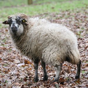 Rare Breeds Sheep