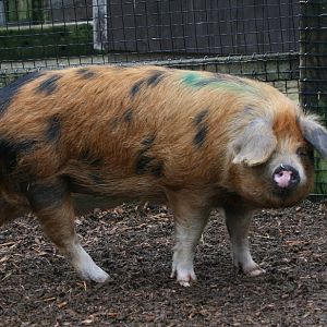 Rare Breeds Pig
