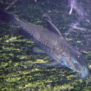 Ripsaw Catfish (Oxydoras niger)