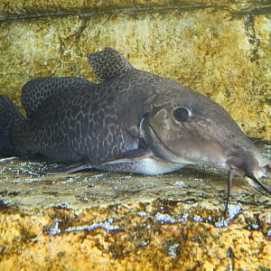 Fish Files: Giraffe Catfish