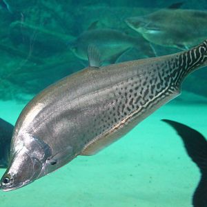 Fish Files: Royal Knifefish
